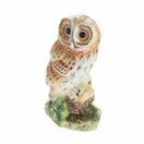 Tawny Owl additional 1