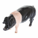 Saddleback Pig additional 2