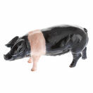 Saddleback Pig additional 1