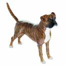 Boxer (Brindle) additional 1