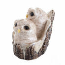Owl Chicks additional 2