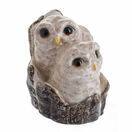 Owl Chicks additional 1