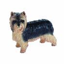 Yorkshire Terrier additional 1