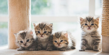 Group,Persian,Kittens,Sitting,On,Cat,Tower