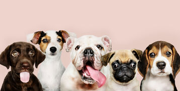 Group,Portrait,Of,Adorable,Puppies
